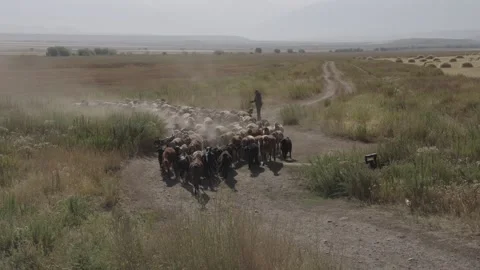 Flock of sheep kicking up dust driven by a shepherd, Chuy Region, Kyrgyzstan Видео 347243353