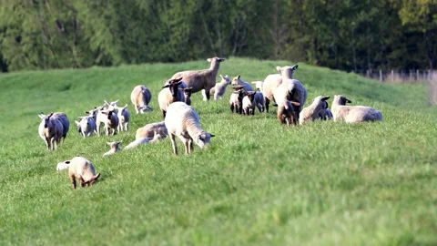 Flock of sheep with lambs on dike in the morning sun Stock Footage 194406945