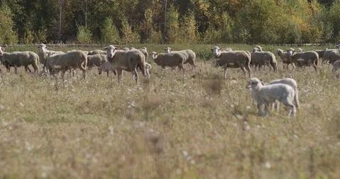 Flock of sheep with lambs in the field Stock Footage 172225991