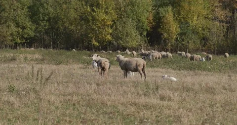 A flock of sheep with lambs graze in a field Stock Footage 172226580
