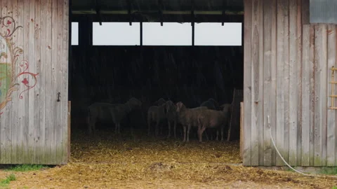 A flock of sheep lambs hide in the stable from the rain. Summer evening at the Stock Footage 157556405