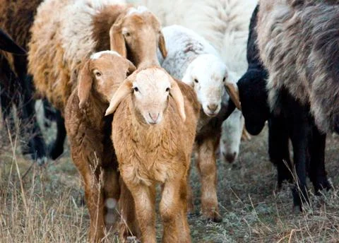 A flock of sheep with the lambs Stock Photos