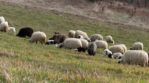Flock of sheep with lambs Stock Photos