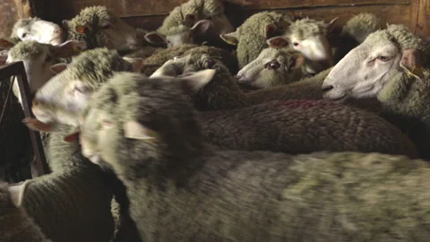Flock of sheep with lambs in a stable on a small farm in Abruzzo Stock Footage 150793916