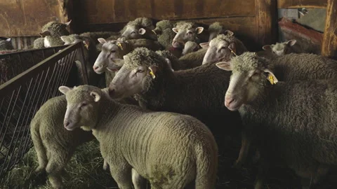 Flock of sheep with lambs in a stable on a small farm in Abruzzo Stock Footage 150794926