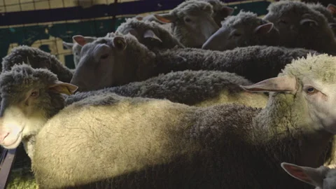 Flock of sheep with lambs in a stable on a small farm in Abruzzo Stock Footage 150796158