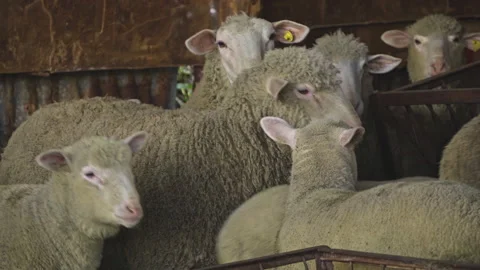 Flock of sheep with lambs in a stable on a small farm in Abruzzo Stock Footage 150798501