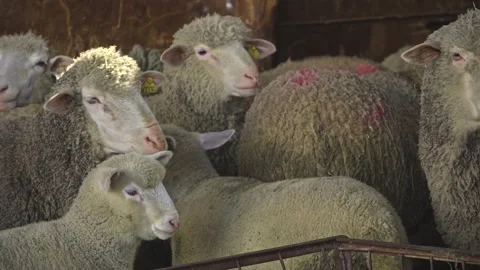 Flock of sheep with lambs in a stable on a small farm in Abruzzo Stock Footage 150799610