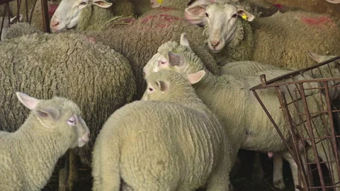 Flock of sheep with lambs in a stable on a small farm in Abruzzo. Stock Footage 150838158