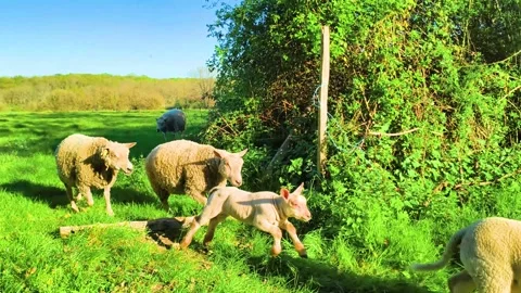 Flock of sheep leaving the green field Stock Footage 340533329