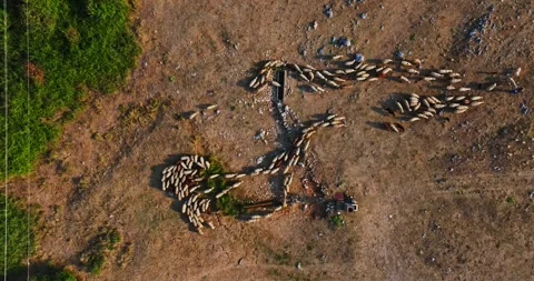 Flock Of Sheep Leaving Water Source At Sunset Rural Serbia Eastern Europe Aerial 库存影片 300445761
