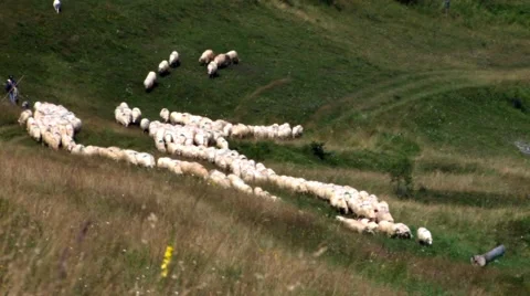 Flock of sheep led by a shepherd goes along grazing on a hillside large pasture Vídeos de archivo 60798702