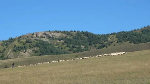 Flock Of Sheep Led By A Shepherd Goes Along Grazing On A Hillside Large Pasture Stock Footage 137441705