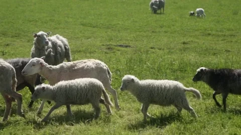 A flock of sheep with livestock  ear tags is walking through the pasture. Stock Footage 281352353