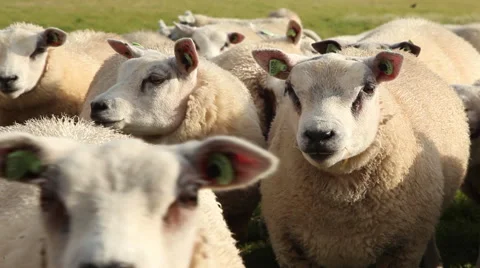 Flock of sheep looking at camera Stock Footage 44398392