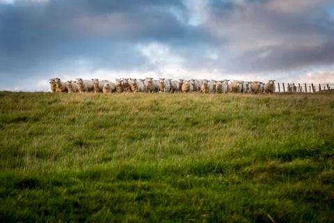 Flock of sheep looking at  the camera, North Downs Way,Kent, England Stock Photos