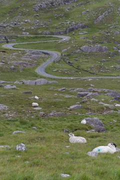Flock of sheep lying down in the meadow with curvy road 写真素材