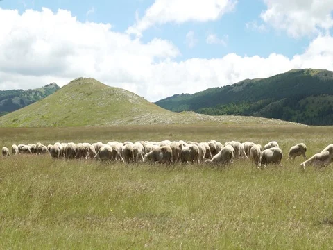 Flock of sheep on the meadow, 4K Video stock 76990059