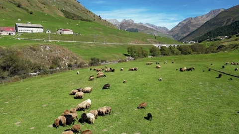Flock of sheep in the meadow along the river in Swiss Alps Stock Footage 266407705