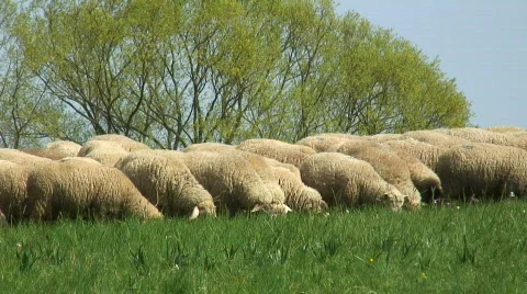 Flock of sheep on a meadow Stock Footage