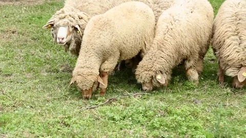 Flock of sheep on the meadow Stock Footage 74911764