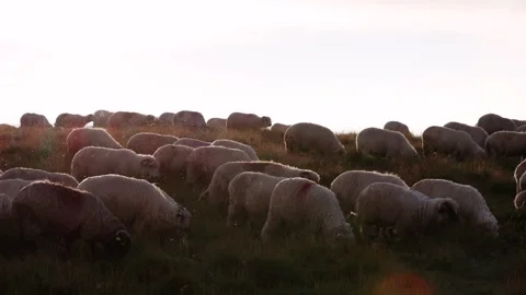 Flock of sheep on a meadow grazing with sunset light in the background Stock Footage 247280698