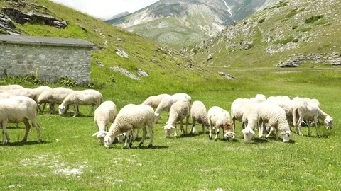 Flock of sheep on the meadow in mountains, 4K Stock Footage 77049072