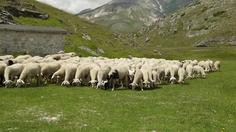 Flock of sheep on the meadow in mountains, 4K 스톡 동영상 77054945