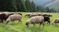 Flock of sheep on the meadow in mountains HD Footage