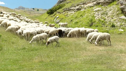 Flock of sheep on the meadow in mountains, slowmo HD Stock Footage 77167964