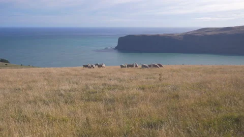 A flock of sheep in a meadow with the ocean behind, in New Zealand Stock Footage 217396192