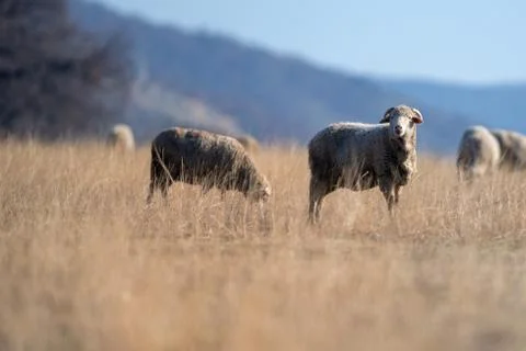 Flock of sheep on the meadow Stock Photos