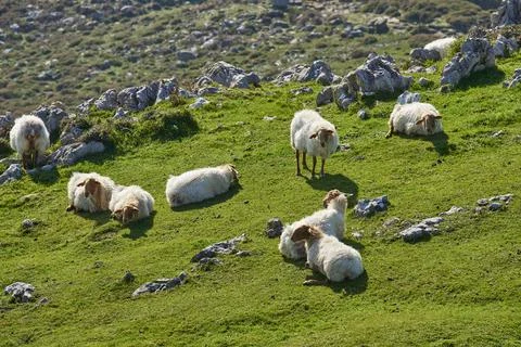 Flock of sheep in the meadow Foto stock