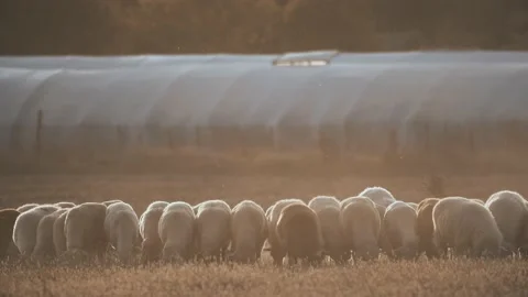 A flock of sheep in a meadow. In the setting sun.  Stock-Footage 139983422