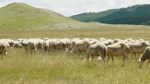 Flock of sheep on the meadow, slowmo HD Stock Footage