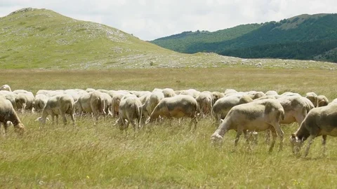 Flock of sheep on the meadow, slowmo HD Stock-Footage 80000351