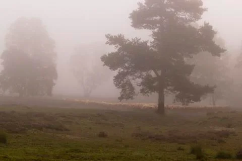 Flock of sheep in the mist Stock Photos