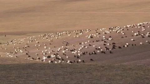 Flock of Sheep Mongolia 2 Stock Footage 83817688