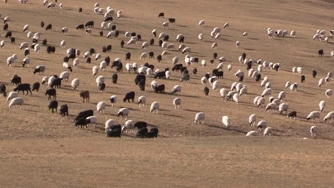 Flock of Sheep Mongolia Stockbeeldmateriaal 83842928
