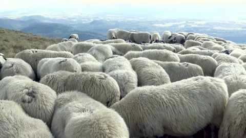 Flock Of Sheep In The Mountain Stock Footage 139399039