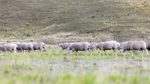 Flock of sheep in mountain 스톡 동영상 235398303