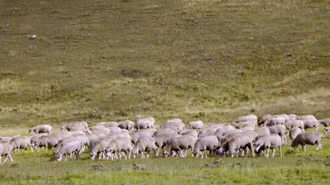 Flock of sheep in mountain Video stock 235398669