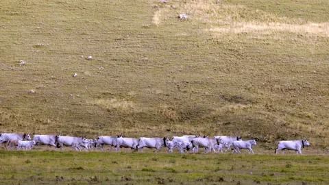 Flock of sheep in mountain Video stock 235399528