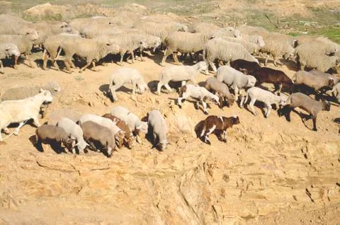 Flock of of sheep in the mountain Stock Photos