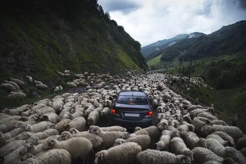 A flock of sheep on a mountain road formed a traffic jam. A car with tourists Stock Photos