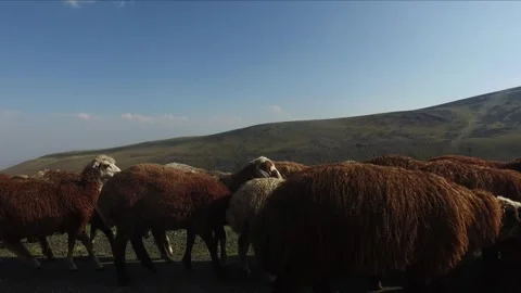 A flock of sheep in the mountains 6 库存影片 330129726