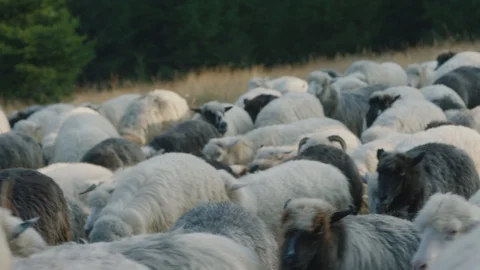 Flock of sheep in mountains close up Stock Footage 128414589