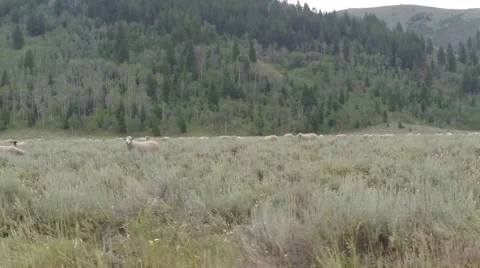 Flock of Sheep in the Mountains Stock Footage 51937047