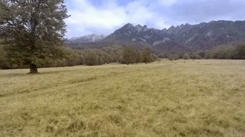 Flock of sheep in mountains Stock Footage 68615313