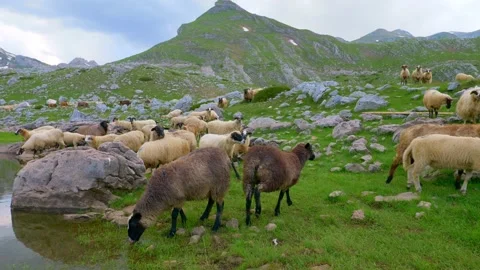 Flock of sheep in mountains, green alpine meadow with cattle, scenic farmland Stock Footage 161056784